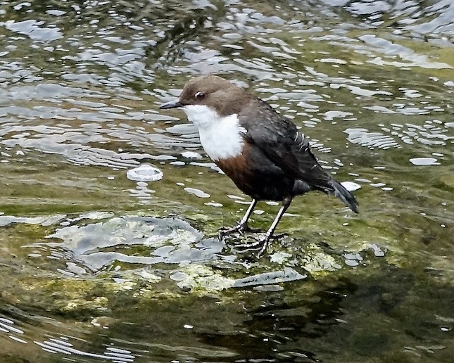 dipper